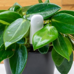 Xiaomi Mi Plant Flower Care im Test