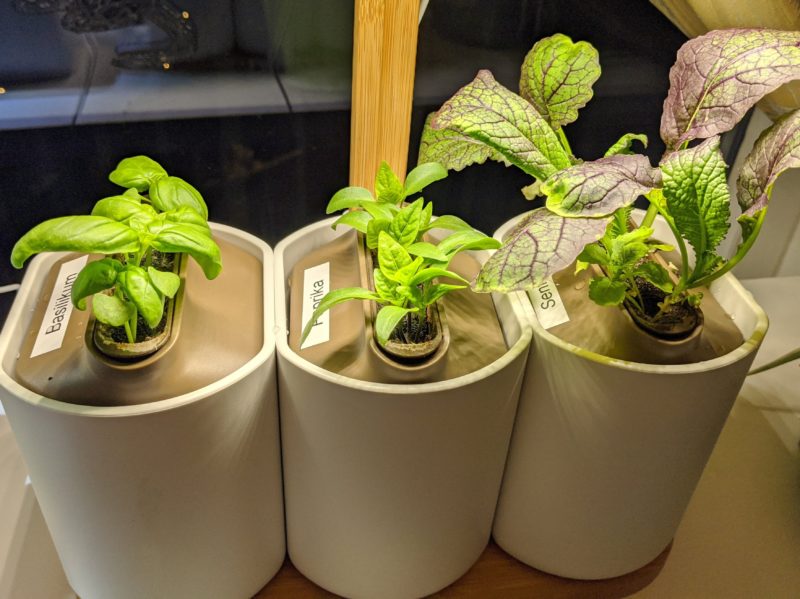 Lilo, Ihr smarter Indoor-Garten im (langzeit) Test | Techtest