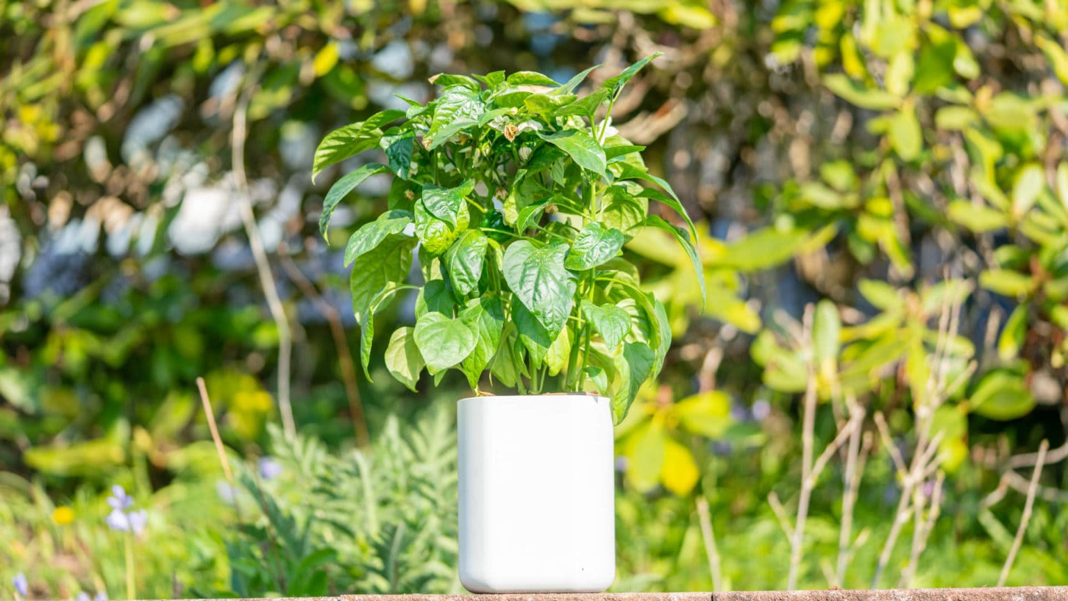 Lilo, Ihr smarter Indoor-Garten im (langzeit) Test | Techtest