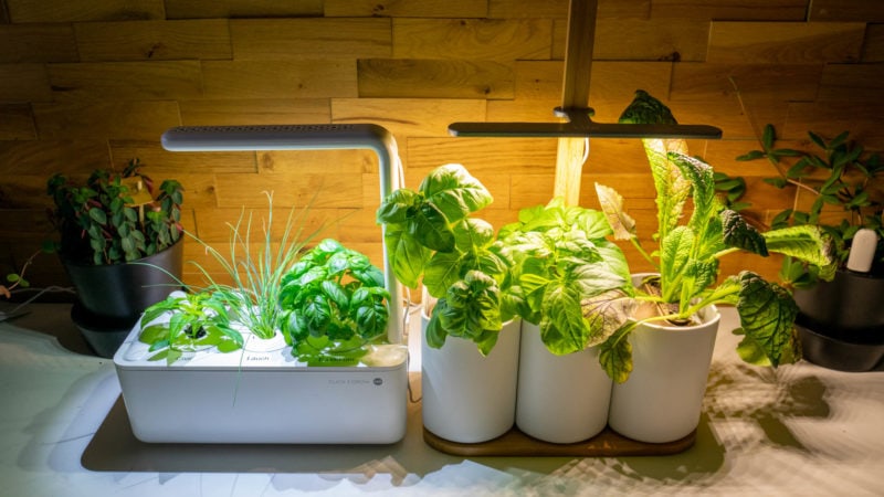 Lilo, Ihr Smarter Indoor Garten Test 14