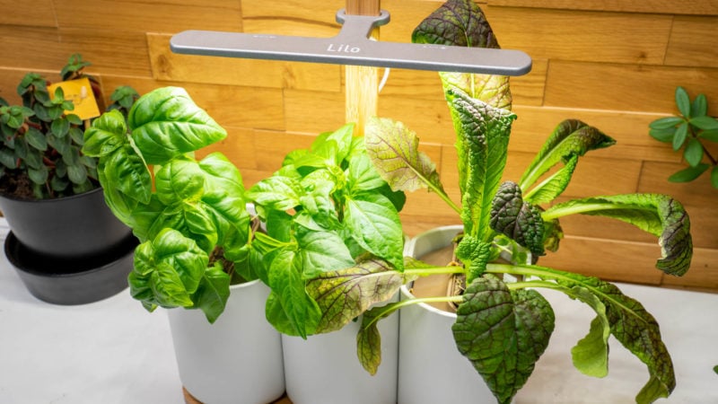 Lilo, Ihr Smarter Indoor Garten Test 16