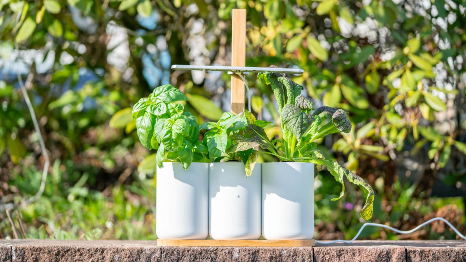 Lilo, Ihr smarter Indoor-Garten im (langzeit) Test | Techtest