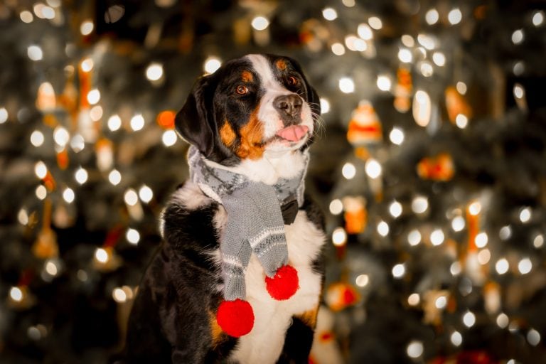 Frohe Weihnachten