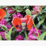 UGREEN Fotos – KI-Objekterkennung, Ansicht 2